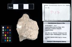 Foto (Objekt + Etikett) von Longodromites excisus (von Meyer, 1857)  (NHMW-GEO-2014-0194-0017)